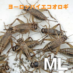 お取り寄せ（3－4営業日）　餌昆虫　 ヨーロッパイエコオロギ MLサイズ　200匹+【代引き不可】【冬季航空便地域発送不可】　活餌　爬虫類　両生類　小動物