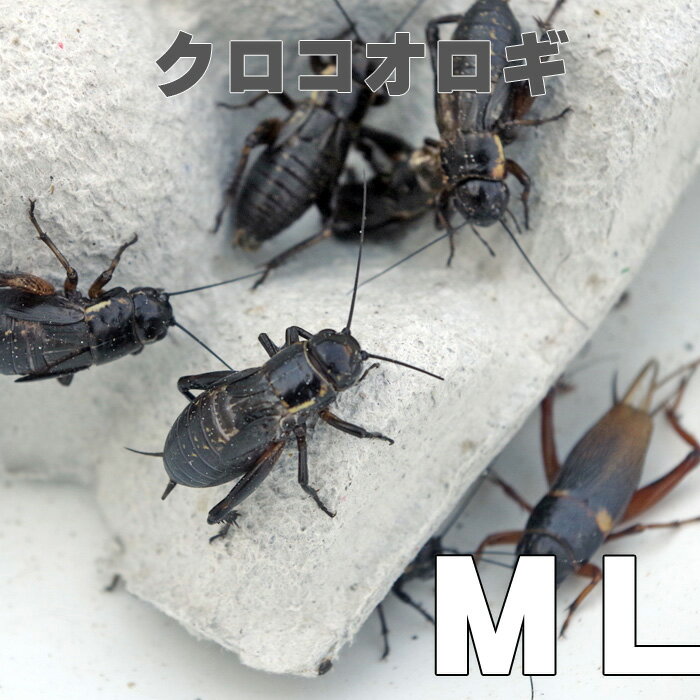 お取り寄せ（3－4営業日）　餌昆虫　 黒コオロギ（クロコオロギ）（ MLサイズ）　200匹+【代引き不可】【冬季航空便地域発送不可】　活餌　爬虫類　両生類　小動物 その1