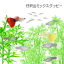 (熱帯魚 生体)仔沢山ミックスグッピ