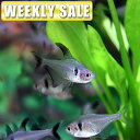 (熱帯魚)(週替わり限定)　グローライトテトラ　（約2cm）（10匹）