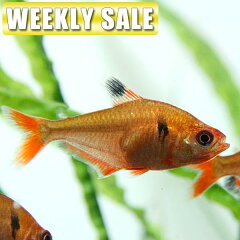 https://thumbnail.image.rakuten.co.jp/@0_mall/fish-neos/cabinet/-7/weeksale-7_1.jpg