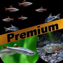 (熱帯魚 生体)【プレミアムセット】アカヒレ S（約1-1.5cm)(50匹) ＋ コリドラス パレアタス（約3cm）（10匹）【水槽/熱帯魚/観賞魚/飼育】【生体】【通販/販売】【アクアリウム/あくありうむ】【小型】