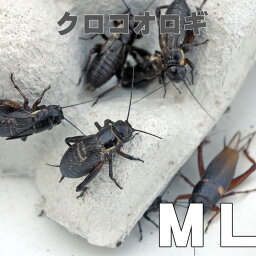 お取り寄せ（3－4営業日）　餌昆虫　 黒コオロギ（クロコオロギ）（ MLサイズ）　500匹+【代引き不可】【冬季航空便地域発送不可】　活餌　爬虫類　両生類　小動物