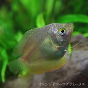 (熱帯魚 生体)オレンジドワーフグラミー　メス　♀（約3-4cm）　（1匹）　【水槽/熱帯魚/観賞魚/飼育】【生体】【通販/販売】【アクアリ..