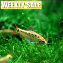 (熱帯魚)(週替わり限定)　ラスボラ　ヘテロモルファ　（約1.5-2cm）(10匹)