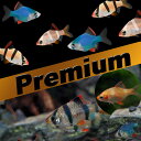 (熱帯魚 生体)【プレミアムセット】スマトラ3種 セット スマトラ(約2cm)(10匹) + 白スマトラ(約2cm)(10匹) + グリーンスマトラ(約2cm)(10匹)
