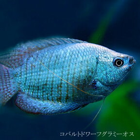 (熱帯魚 生体)コバルトドワーフグラミー　オス　♂　（約4cm）（1匹）【水槽/熱帯魚/観賞魚/飼育】【生体】【通販/販売】【アクアリウム/あくありうむ】【小型】