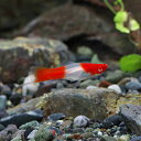 (ネオスセール)(熱帯魚 生体)アルビノ紅白ソードテール　（約3-4cm）（5匹）