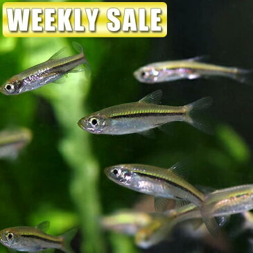 (金魚 生体)( 週替わり限定)ピンポンパール(約2-3cm)(4匹)【水槽/熱帯魚/観賞魚/飼育】【通販/販売】【アクアリウム/あくありうむ】