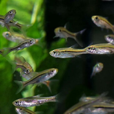 (金魚 生体)( 週替わり限定)ピンポンパール(約2-3cm)(4匹)【水槽/熱帯魚/観賞魚/飼育】【通販/販売】【アクアリウム/あくありうむ】