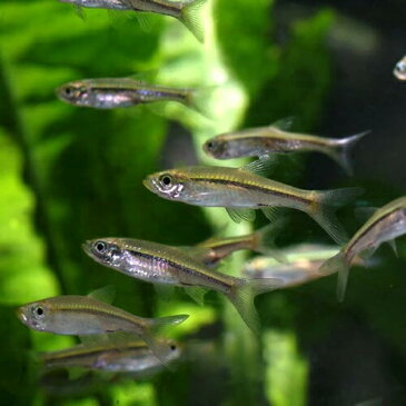(金魚 生体)( 週替わり限定)ピンポンパール(約2-3cm)(4匹)【水槽/熱帯魚/観賞魚/飼育】【通販/販売】【アクアリウム/あくありうむ】