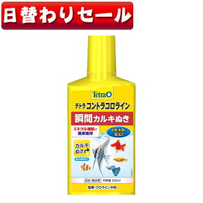 【日替わり限定】テトラ　コントラコロライン 250ml　【水槽/熱帯魚/観賞魚/飼育】【生体】【通販/販売】【アクアリウム/あくありうむ】【小型】