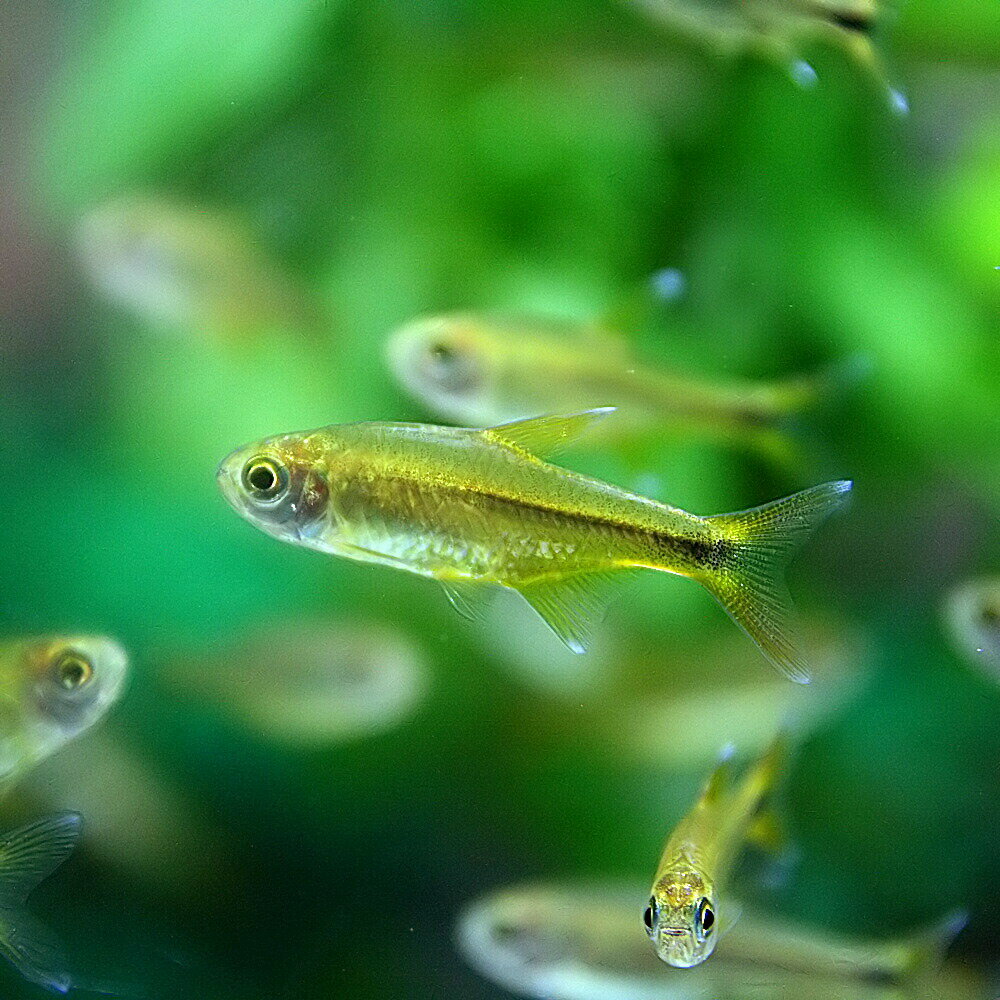 (熱帯魚 生体)ハセマニア（シルバーチップ）　（約3cm）（3匹）【水槽/熱帯魚/観賞魚/飼育】【生体】【通販/販売】【アクアリウム/あくありうむ】【小型】