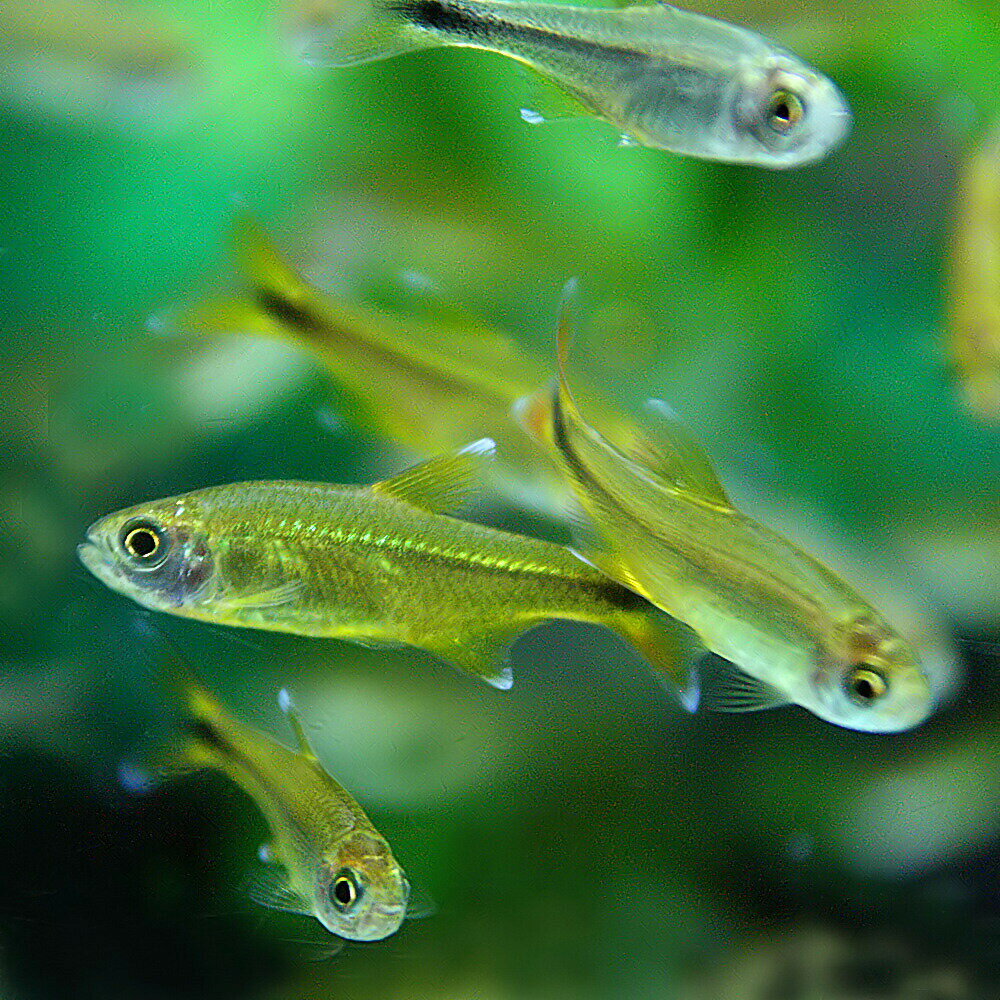 (熱帯魚 生体)ハセマニア(シルバーチップ) ...の紹介画像2