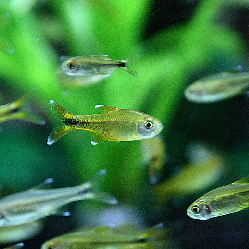 (熱帯魚 生体)ハセマニア(シルバーチップ) ...の紹介画像3