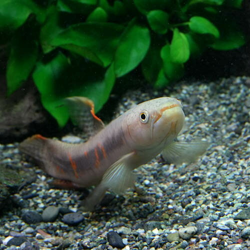 楽天市場 熱帯魚 生体 オレンジフィンキリーホーリー 6cm 1匹 水槽 熱帯魚 観賞魚 飼育 生体 通販 販売 アクアリウム あくありうむ ネオス 楽天市場店 みんなのレビュー 口コミ
