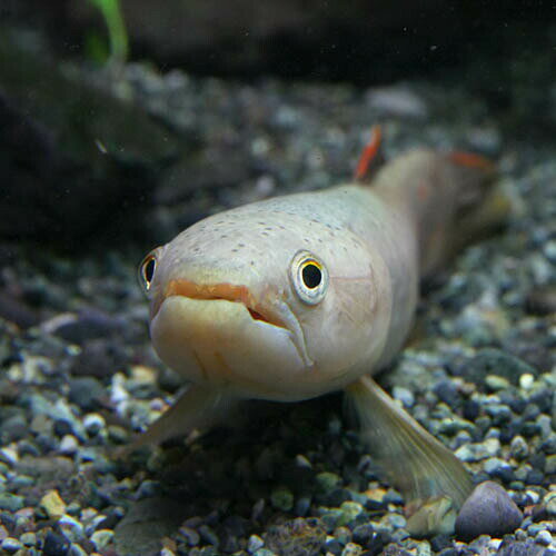 楽天市場 熱帯魚 生体 オレンジフィンキリーホーリー 6cm 1匹 水槽 熱帯魚 観賞魚 飼育 生体 通販 販売 アクアリウム あくありうむ ネオス 楽天市場店 みんなのレビュー 口コミ