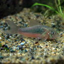 【学名】 Corydoras aeneus 【最大全長】 ♂約5cm　♀約7cm 【適正水温】 22～26℃ 【 水質 】 弱酸性 ～ 中性 【 分布 】 南米 広域 【 混 泳 】 非常に 温和 で たいてい の 種類 と 問題なく 混 泳 でき ます 【 当店 の 与え て いる 餌 】 顆粒 状 飼料 【 その他 オススメ な 餌 】 冷凍 赤虫 、 コリ ドラス 用 タブレット 【 推奨 水槽 サイズ 】 30 cm ～ 【 特徴 】 赤銅色 の 体 に メタリック グリーン の 発色 を 持っ た コリ ドラス で 、 最も ポピュラー に 流通 し て おり 、 赤 コリ と も 呼ば れ て い ます 。 非常に 丈夫 で 、 飼育 や 繁殖 も 容易 です 。 出回っ て いる の は 東南 アジア の ブリード 個体 が ほとんど です が 、 ワイルド 個体 の 入荷 も み られ 、 地域 に よる 様々 な バラエティ が み られ ます 。 【 繁殖 難易度 】 ★★☆☆☆ 【 入荷 頻度 】 毎週 定期 【 関連 キーワード 】 赤 コリ ドラス 　 ▼(熱帯魚)[fish]