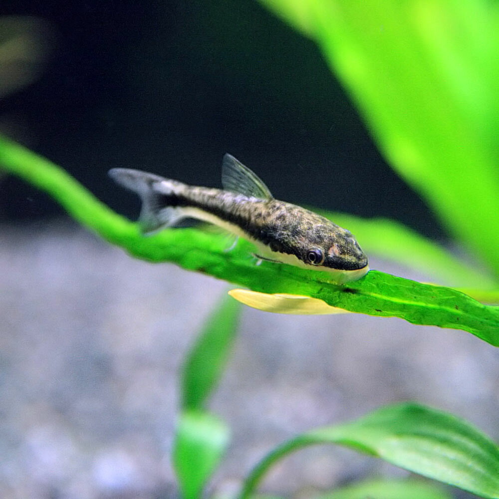 (熱帯魚 生体)オトシンクルス　（約2-3cm）（10匹）【水槽/熱帯魚/観賞魚/飼育】【生体】【通販/販売】【アクアリウム/あくありうむ】【小型】