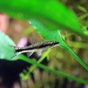 楽天市場 オススメ 熱帯魚 生体 オトシンクルス 約2 3cm 3匹 水槽 熱帯魚 観賞魚 飼育 生体 通販 販売 アクアリウム あくありうむ ネオス 楽天市場店 みんなのレビュー 口コミ 楽天市場 オススメ 熱帯魚 生体 オトシンクルス 約2 3cm 3匹 水槽 熱帯魚 観賞魚 飼育 生体 通販 販売 アクアリウム あくありうむ ネオス 楽天市場店 みんなのレビュー 口コミ