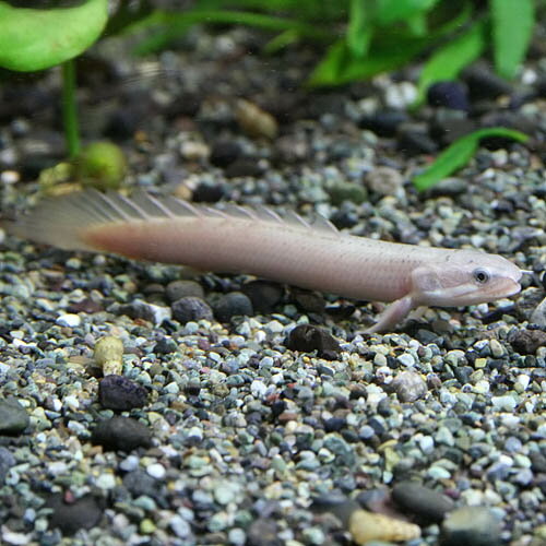 (熱帯魚 生体)ポリプテルス　セネガルス　（約4-5cm）（1匹）