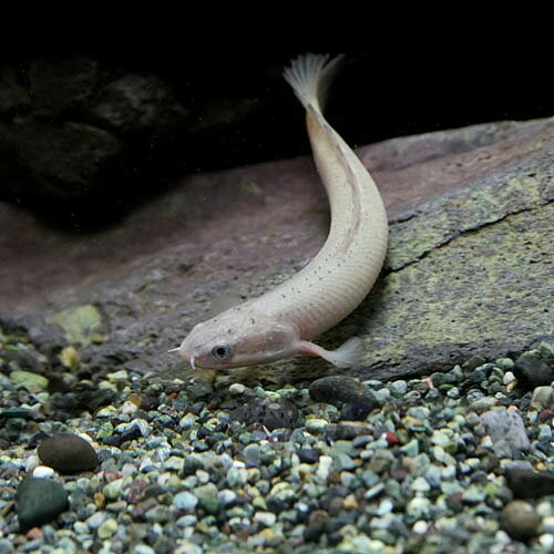 (スーパーセール)(熱帯魚 生体)ポリプテルス　セネガルス　（約4-5cm）（1匹） fish-neos-10099369 ネオス 楽天市場店 サンプル画像2