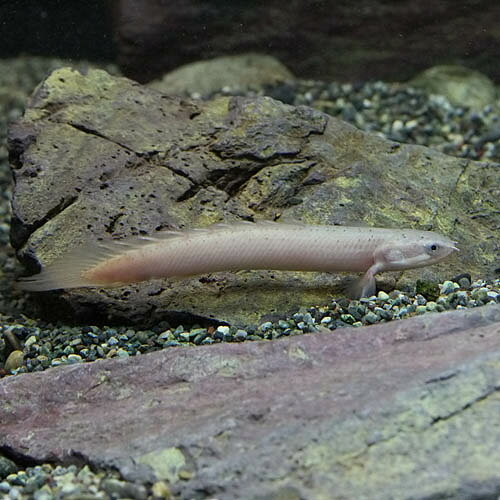 (スーパーセール)(熱帯魚 生体)ポリプテルス　セネガルス　（約4-5cm）（1匹） fish-neos-10099369 ネオス 楽天市場店 サンプル画像3