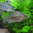 楽天ネオス 楽天市場店（ネオスセール）（熱帯魚 生体）フラワーホーン（花羅漢）（約2-3cm）（1匹）