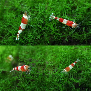 (エビ)レッドビーシュリンプ（約1cm）（50匹）【水槽/熱帯魚/観賞魚/飼育】【生体】【通販/販売】【アクアリウム/あくありうむ】