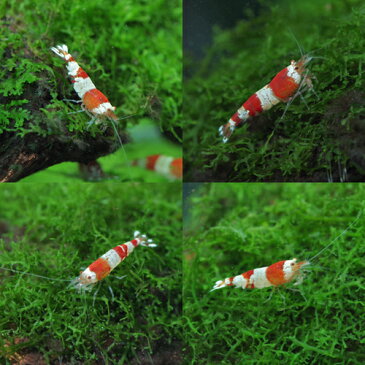 (エビ)レッドビーシュリンプ（約1cm）（50匹）【水槽/熱帯魚/観賞魚/飼育】【生体】【通販/販売】【アクアリウム/あくありうむ】