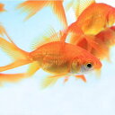 (金魚 生体)琉金　（約4-5cm）（3匹）