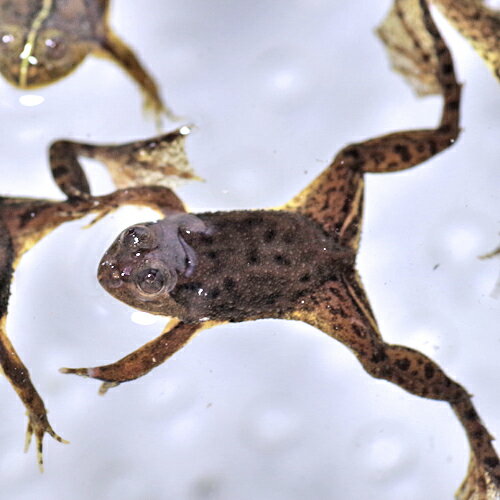 (ξ����)���������������롡����3cm��(3ɤ)