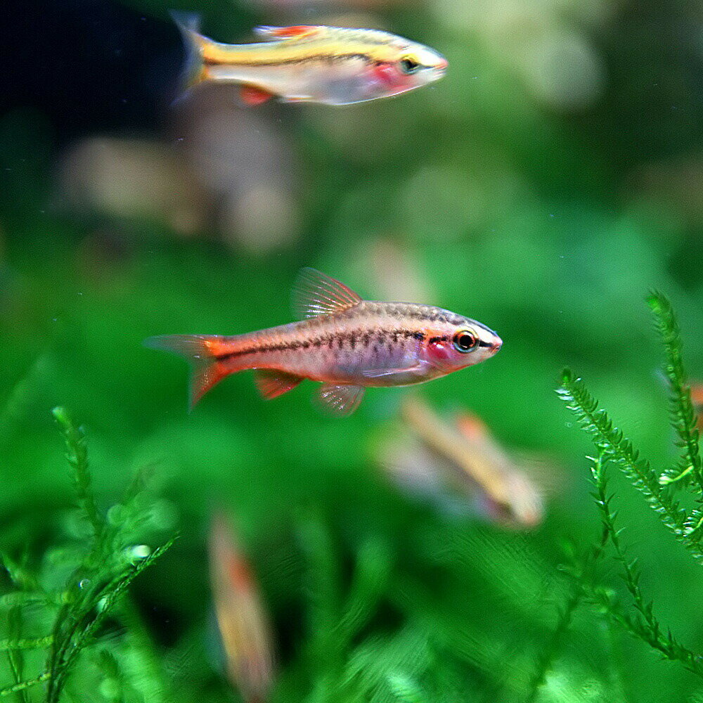 (熱帯魚 生体)チェリーバルブ　（約1.5-2cm）（5匹）【ねったいぎょ】【水槽/熱帯魚/観賞魚/飼育】【生体】【通販/販売】【アクアリウム/あくありうむ】【小型】