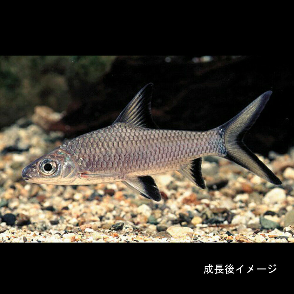 楽天市場 熱帯魚 生体 シルバーシャーク 約5cm 3匹 水槽 熱帯魚 観賞魚 飼育 生体 通販 販売 アクアリウム あくありうむ ネオス 楽天市場店 みんなのレビュー 口コミ 楽天市場 熱帯魚 生体 シルバーシャーク 約5cm 3匹 水槽 熱帯魚 観賞魚 飼育 生体 通販 販売 アクアリウム あくありうむ ネオス 楽天市場店 みんなのレビュー 口コミ