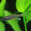 (熱帯魚 生体)ロングフィンレオパードダニオ (約3cm)(5匹)【水槽/熱帯魚/観賞魚/飼育】【生体】【通販/販売】【アクアリウム/あくありうむ】【小型】