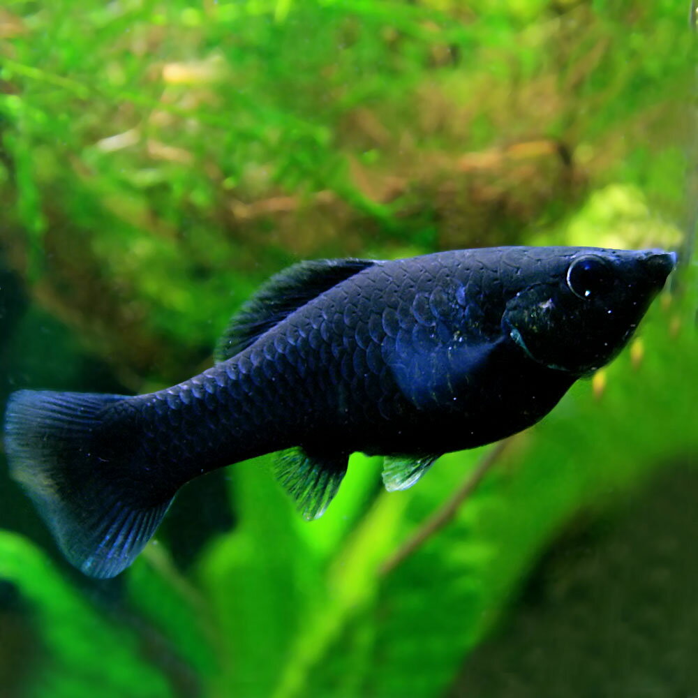 (熱帯魚 生体)ブラックセルフィンモーリー　（約5cm）（1ペア）【水槽/熱帯魚/観賞魚/飼育】【生体】【通販/販売】【アクアリウム/あくありうむ】【小型】 2