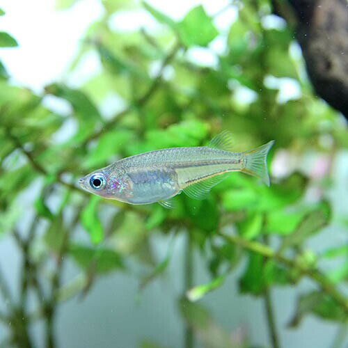(熱帯魚 生体)オリジアス ウオウオラエ (4...の紹介画像2