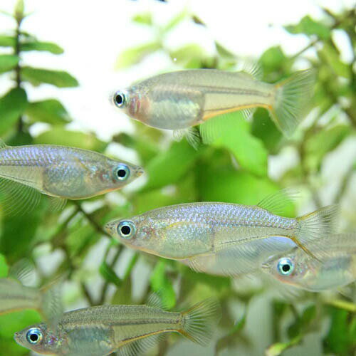 (熱帯魚 生体)オリジアス ウオウオラエ (4...の紹介画像3