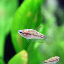 (熱帯魚 生体)ピグミーグラミー　（約2cm）（3匹）【水槽/熱帯魚/観賞魚/飼育】【生体】【通販/ ...