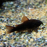 楽天市場 熱帯魚 生体 コリドラス ベネゼエラブラック ベネズエラブラック 約3cm 1匹 水槽 熱帯魚 観賞魚 飼育 生体 通販 販売 アクアリウム あくありうむ ネオス 楽天市場店 みんなのレビュー 口コミ 楽天市場 熱帯魚 生体 コリドラス ベネゼエラブラック ベネズエラブラック 約3cm 1匹 水槽 熱帯魚 観賞魚 飼育 生体 通販 販売 アクアリウム あくありうむ ネオス 楽天市場店 みんなのレビュー 口コミ