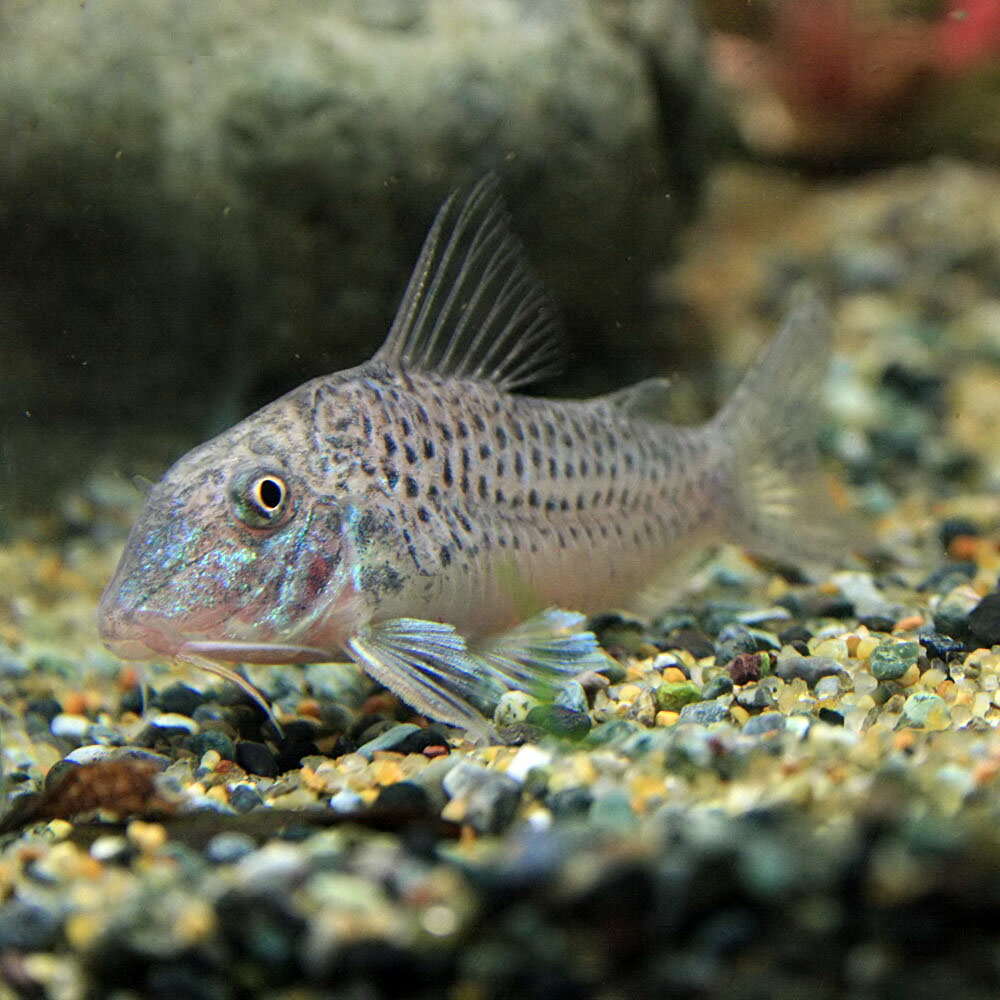 (熱帯魚 生体)コリドラス　ケルビヌス　（約3cm）（1匹）【水槽/熱帯魚/観賞魚/飼育】【生体】【通販/販売】【アクアリウム/あくありうむ】【小型】のサムネイル