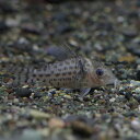 (熱帯魚 生体)コリドラス　アガシジィ　（約4-5cm）（1匹）【水槽/熱帯魚/観賞魚/飼育】【生体 ...