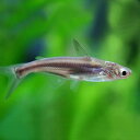 (熱帯魚 生体)カイヤン（約3-6cm）（3匹）【水槽/熱帯魚/観賞魚/飼育】【生体】【通販/販売】【アクアリウム/あくありうむ】【再入荷】