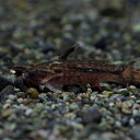 (熱帯魚 生体)クレンツベルグ タティア (約4cm)(1匹)【水槽/熱帯魚/観賞魚/飼育】【生体】【通販/販売】【アクアリウム/あくありうむ】【小型】