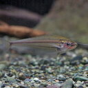 (熱帯魚 生体)ブラウングラスキャット　（約5-7cm）（1匹）【水槽/熱帯魚/観賞魚/飼育】【生体 ...