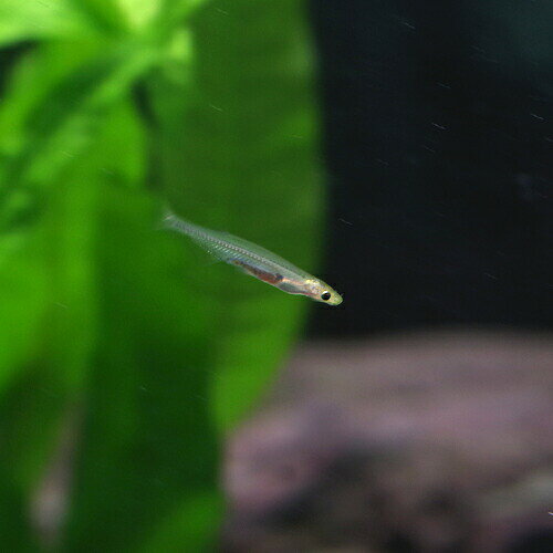 クリスタルキャット 【学名】 Tridensimilis brevis 【最大全長】 約3cm 【適正水温】 22～26℃ 【水質】 弱酸性～中性 【分布】 アマゾン川 【混泳】 小型ながら気性が荒く、他魚を追い回すことがあります。 【当店の与えている餌】 ブラインシュリンプ 【その他オススメな餌】 【推奨水槽サイズ】 45cm～ 【特徴】 透明感のある体が特徴の小型ナマズです。明るい間でも活発に泳ぎまわります。成長しても3cmほどと非常に小型で餌はブラインシュリンプを与えるなど工夫が必要です。本種はカンディルの仲間で他魚に対して攻撃的な面を持っています。 【繁殖難易度】 【入荷頻度】 過去数回の入荷 【関連キーワード】 ▼(熱帯魚)[fish]