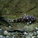 (熱帯魚)アグアプレコ 【ワイルド】(約6cm)(1匹)(4)