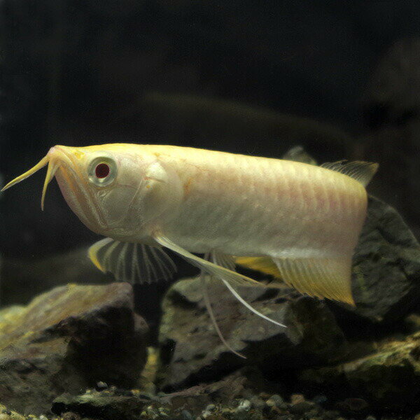 (熱帯魚 生体)アルビノシルバーアロワナ　（11cm）（1匹）【水槽/熱帯魚/観賞魚/飼育】【生体】【通販/販売】【アクアリウム/あくありうむ】【小型】のサムネイル