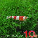 ( オススメ)(エビ)レッドビーシュリンプ （約1cm）（10匹）【水槽/熱帯魚/観賞魚/飼育】【生体】【通販/販売】【アクアリウム/あくありうむ】【小型】