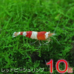 ( オススメ)(エビ)レッドビーシュリンプ　（約1cm）（10匹）【水槽/熱帯魚/観賞魚/飼育】【生体】【通販/販売】【アクアリウム/あくありうむ】【小型】